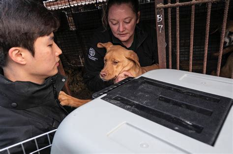 What Does Dog Meat Taste Like? How People Have Said It Tastes