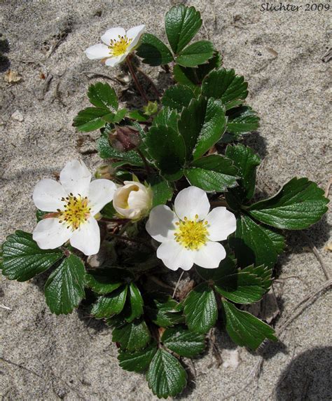 Beach Strawberry, Coastal Strawberry, Chilean Strawberry, Pacific Beach ...