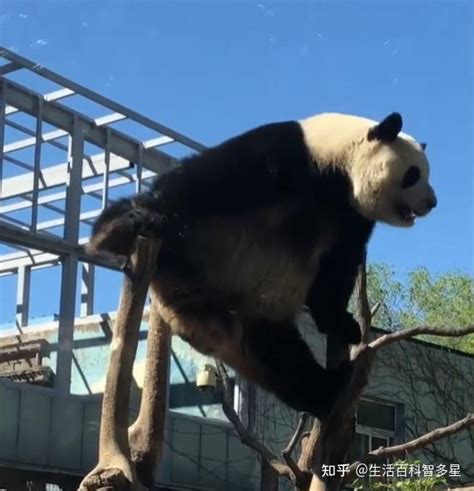 丫丫加入西直门群聊，北京动物园更新熊猫家族“全家福”！ - 知乎