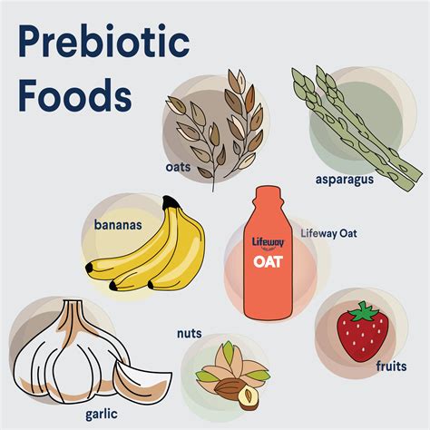 The Importance of Prebiotics - Lifeway Kefir | Prebiotics, Prebiotic foods, Natural prebiotics