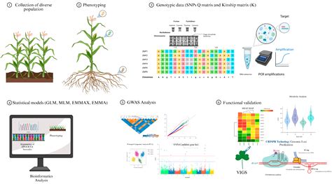 Advancements and Prospects of Genome-Wide Association Studies (GWAS) in Maize