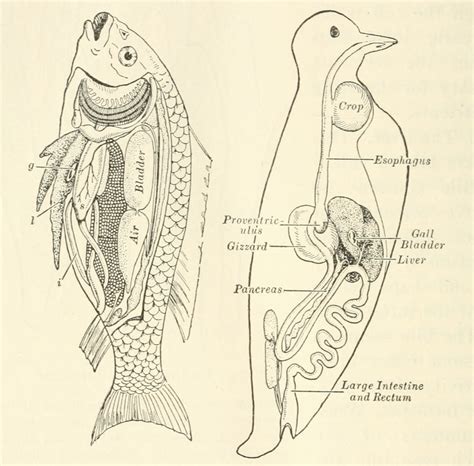 Fish Digestive System