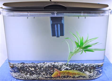 Axolotl Aquarium Setup