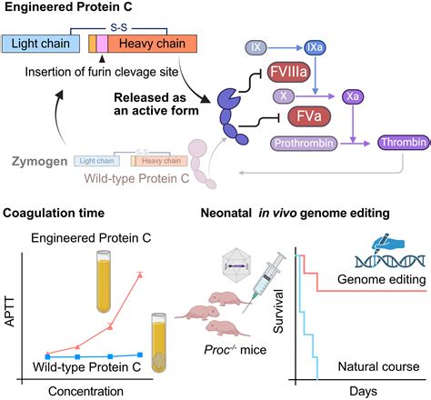 Cure of Congenital Purpura Fulminans via Expression of Engineered ...
