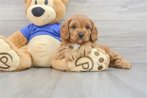 Newborn Cavapoo 的图像结果