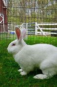 Image result for Newborn Albino Bunny