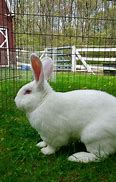 Image result for Albino Lion-Maned Bunny