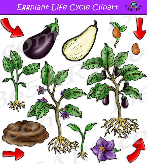 Eggplant Life Cycle Clipart Set Download - Clipart 4 School