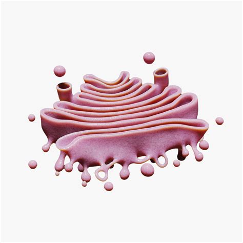 3D file Golgi Apparatus Anatomy 🎒・3D print design to download・Cults