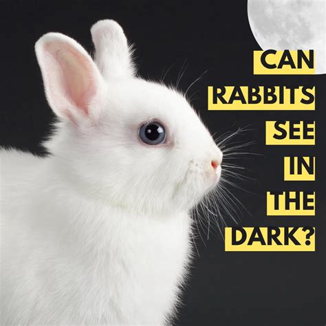 Can Rabbits See in the Dark? Bunnies Night Vision Uncovered