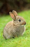 Image result for Cute Wild Baby Rabbit