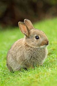 Image result for Wild Rabbit Photography