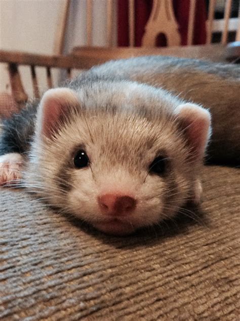 Who Breeds Ferrets In The Us?