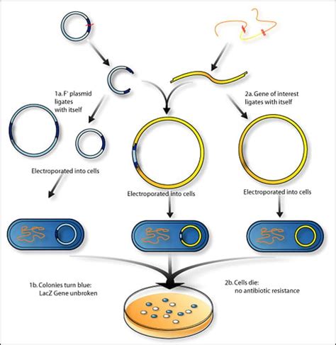 Recombinant DNA Technology Steps 的图像结果