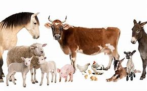 Image result for Spring Baby Farm Animals