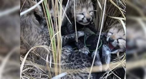 Namibian cheetah in Kuno National Park gives birth to four cubs, Madhya ...