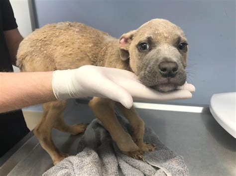 RSPCA says cost of living crisis is driving up the number of animals ...