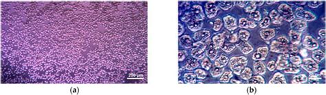 In Vitro Evaluation of the Cytotoxic Potential of Thiosemicarbazide ...