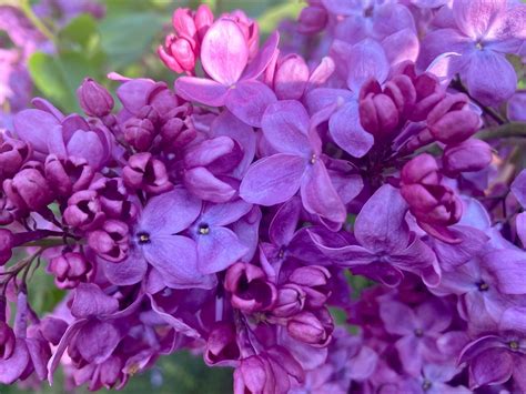 Outdoor Kavod Community Shabbat Services and Potluck (Jamaica Plain ...