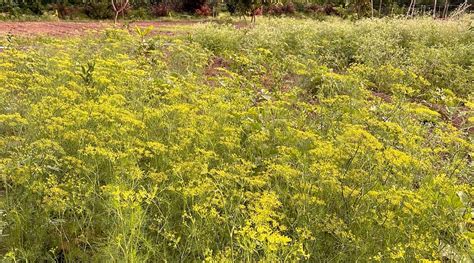 DHYAANA FARMS (Malkapur) - Guesthouse Reviews & Photos - Tripadvisor