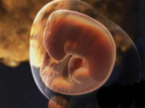 胎儿发育过程图_胎儿发育过程 - 随意优惠券
