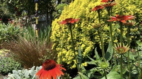 Evolution Coneflowers - They Just Keep Getting Better & Better ...