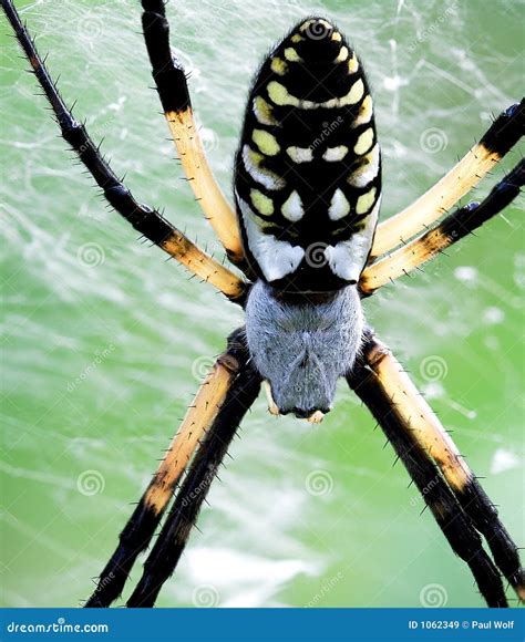 Yellow Garden Spider (Argiope Aurantia) Stock Image - Image of monster, texas: 1062349