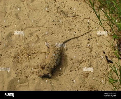 Northern Giant Pouched Rat (Cricetomys gambianus) Mammalia Stock Photo ...