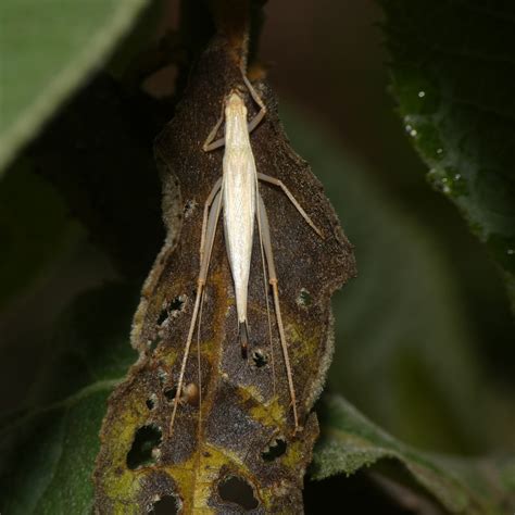 Common Tree Crickets from Greystone Park, Harare, Zimbabwe on November 25, 2021 at 08:27 AM by ...