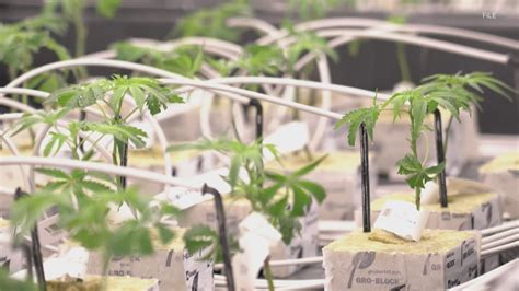 'We're in trouble.' | Kentucky hemp leaders rally to overturn federal ...