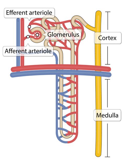 Kidney: Microanatomy (Lesson) – Human Bio Media