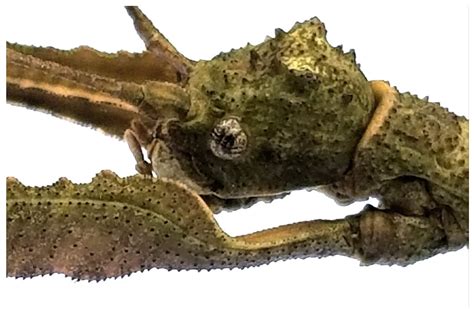 Cladomorphus petropolisensis, a New Species of Stick Insect from the ...