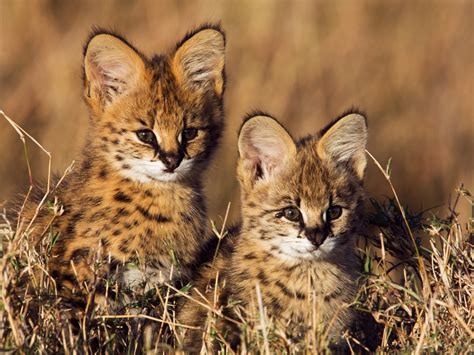 Top 10 Cutest Wild Cats at Lynn Walker blog