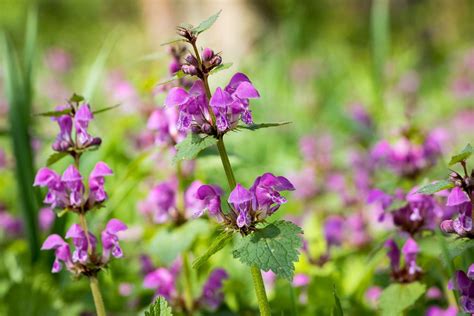 Purple Flowers, Silvery Foliage: Native Australian Beauties