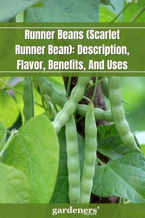 Runner Beans Recipe 的图像结果
