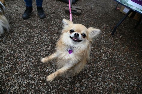Pet Nose Day 2024, Portaferry Road, BT22 2AD Newtownards, United ...
