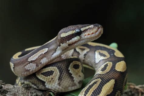 38,100+ Python Snake Stock Photos, Pictures & Royalty-Free Images - iStock