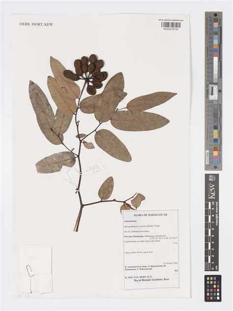 Monanthotaxis sororia (Diels) Verdc. | Plants of the World Online | Kew ...