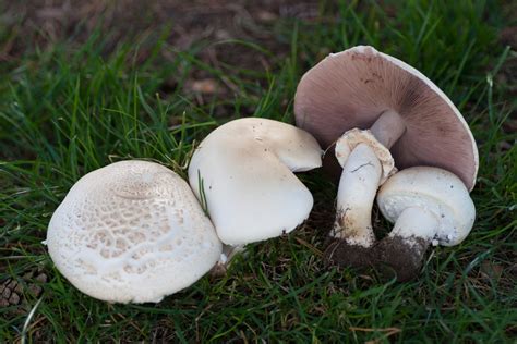 Agaricus Arvensis: The Horse Mushroom Identification & Info