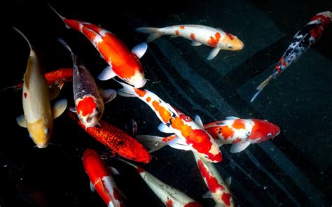 Koi Fish Meaning & Symbolism in Feng Shui – Buddha & Karma