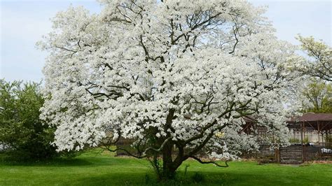 Dogwood Bonsai: Varieties, Care Guide, and Propagation Tips