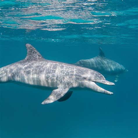 How Do Dolphins Mate