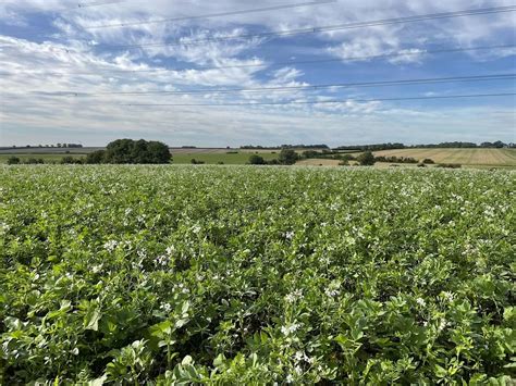 Catch and cover cropping successes and failures, PE7 3SB, Stilton, 27 ...