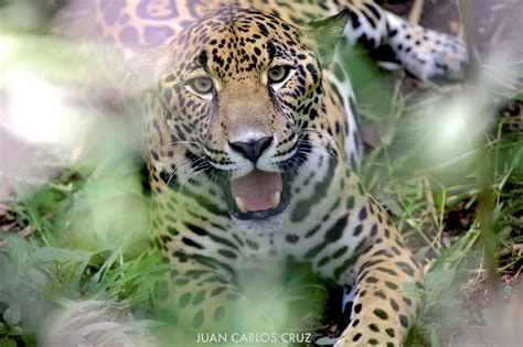Jaguars In The Tropical Rainforest