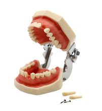 iDENTical Typodont Teeth M8024 | Individual Tooth – Dentalmantraa