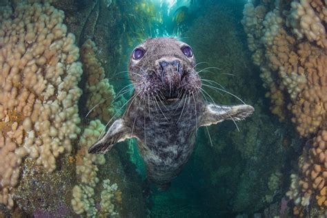 20 Underwater Photos That Illuminate Creatures Dwelling In The Dark Depths!