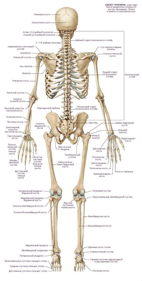 OS Corps 的图像结果