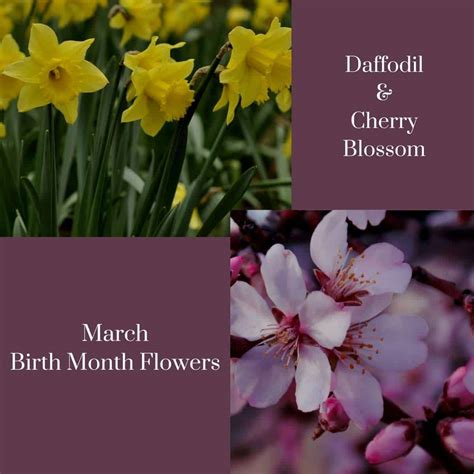 March Birth Flower Meaning Hibiscus Flowershop Blog: March Birth
