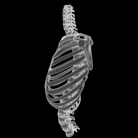 Muscle Head Model Computer Graphics Simulation 的图像结果