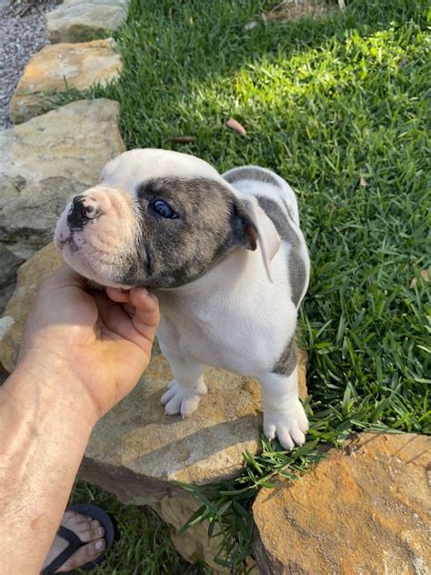 American Bulldog - Springwood - PetsForHomes